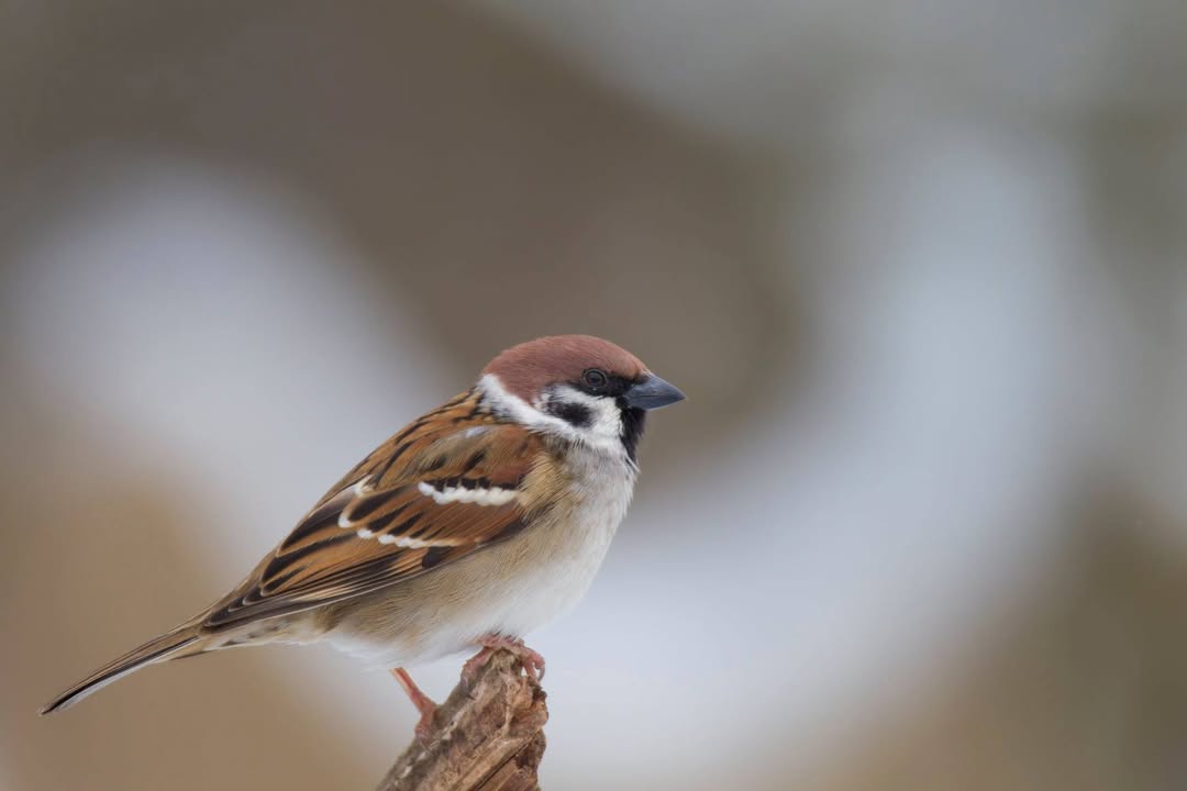 NABU-Kampagne "Vogel des Jahres": Feldsperling. Foto: Marcus Bosch