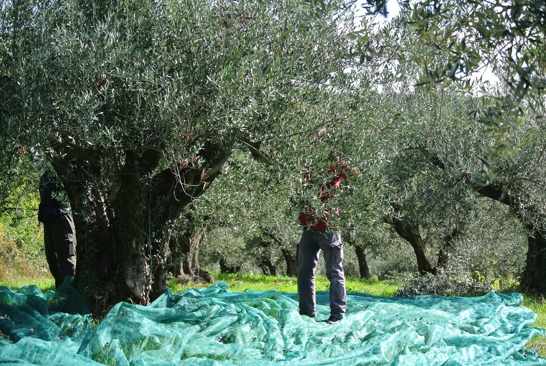 Olivenanbau in in Friaul-Julisch Venetien