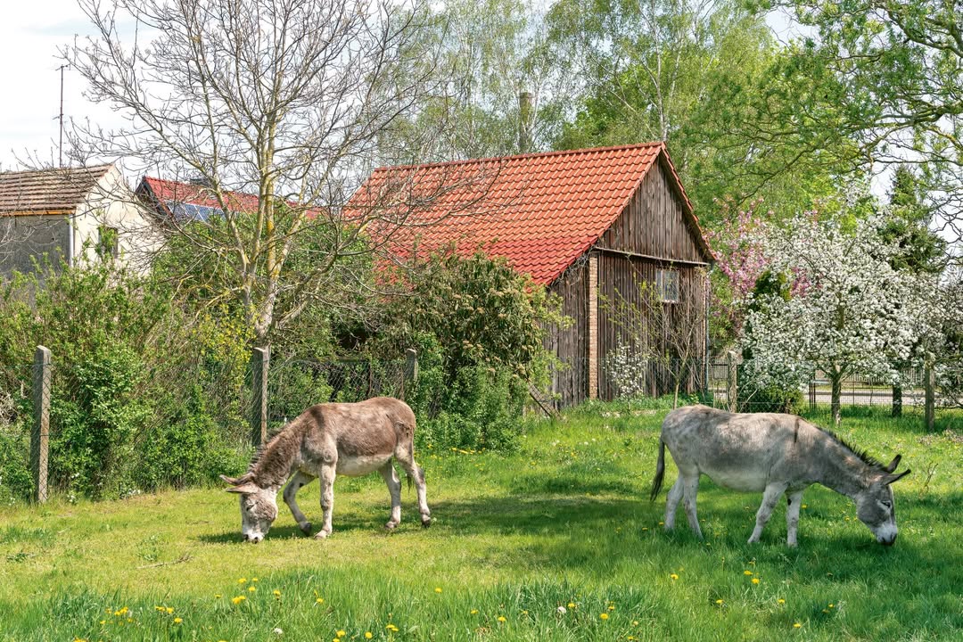 Wochenender Brandenburg Südwesten: Eselnomaden. Foto: © Johannes Nadeno