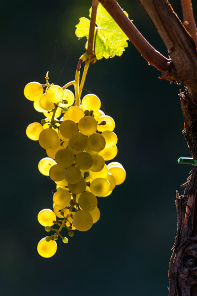 Collio Erritorio Crivellari