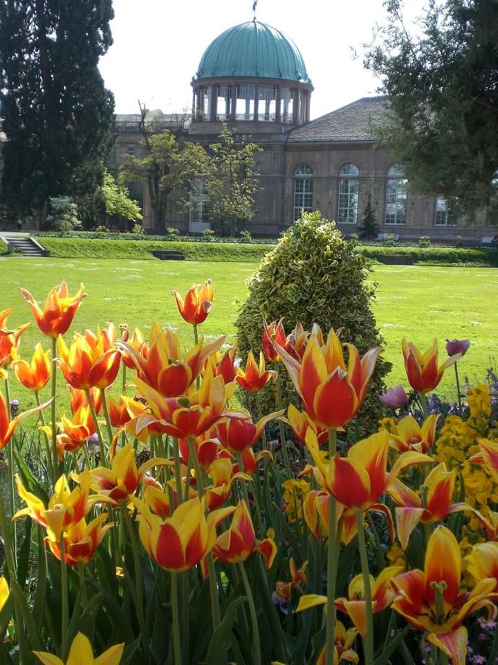Botanischer Garten Karlsruhe. Tulpen. Foto:Vubbw/Thomas Huber/ssg-pressebild
