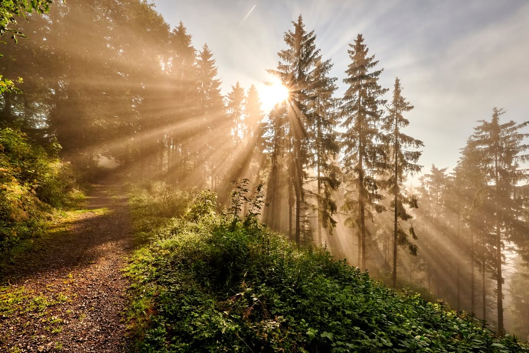 Hohenwarte-Wald-Sonnenuntergang ©Florian Trykowski,Thüringer Tourismus GmbH