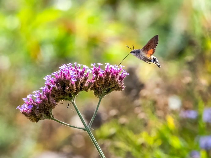 Foto: © egapark
