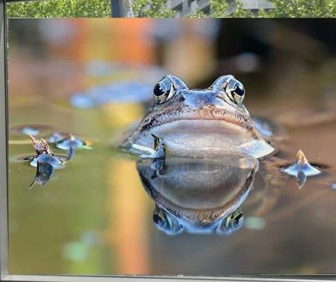 Nicola Zimmermann, Landkreis Augsburg, organisiert und koordiniert seit 12 Jahren die Amphibienabsammlung bei Wellenburg-Bergheim “Zum Fuggerschloß".
Foto (Detail): © Bayerisches Staatsministerium für Umwelt und Verbraucherschutz