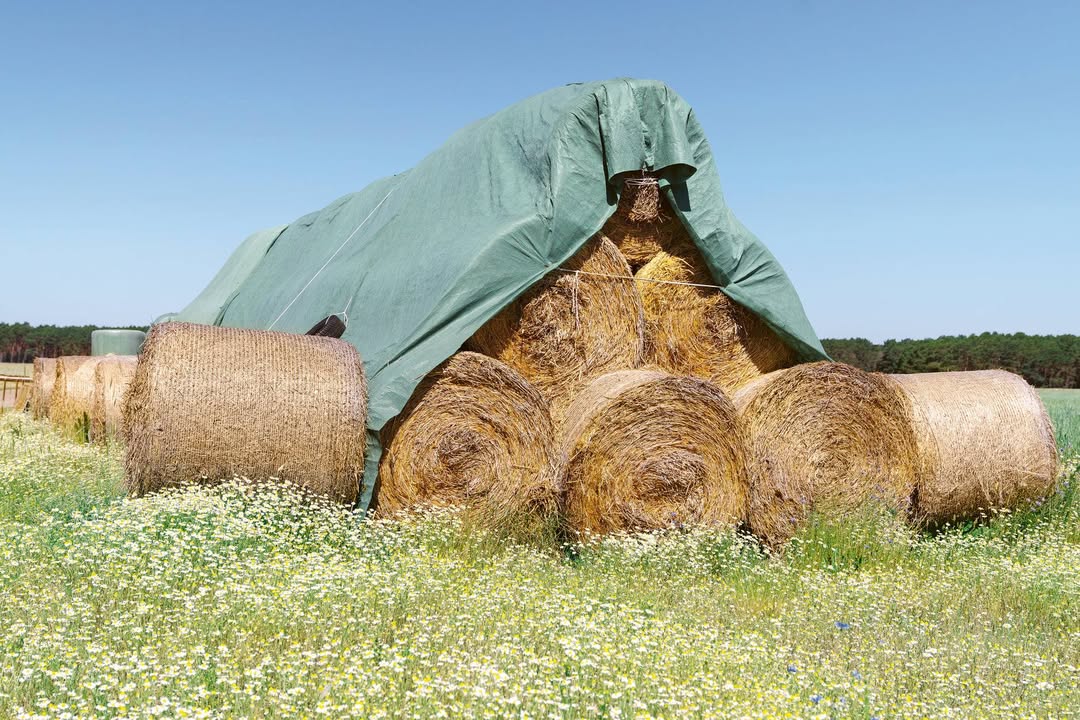 Wochenender Brandenburg Südwesten: Fläminger Weideschwein. Foto: © Doro Zinn