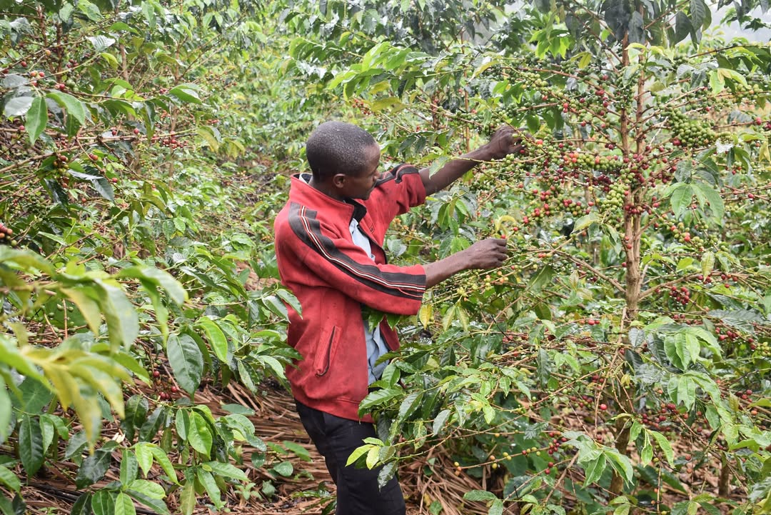 Kaffeeernte in Ruanda. Foto: Thibo