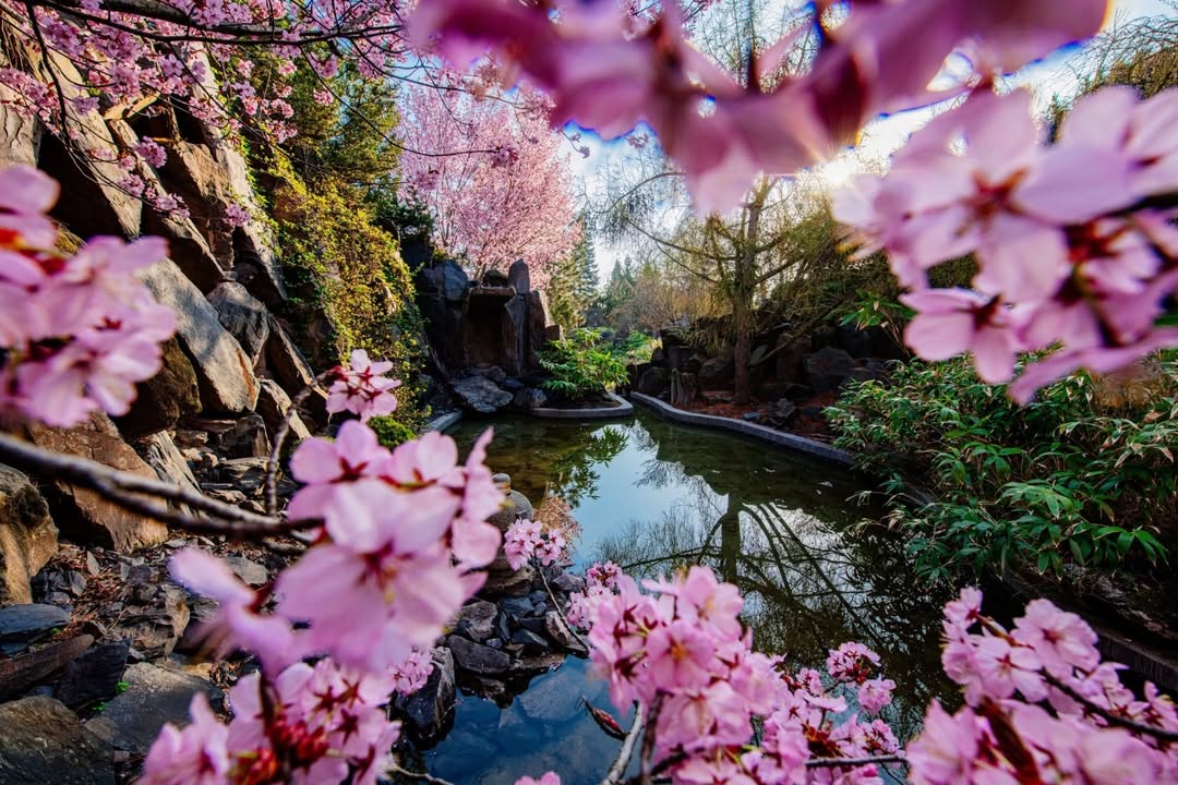 Japanischer Garten. Bild: BUGA Erfurt 2021
