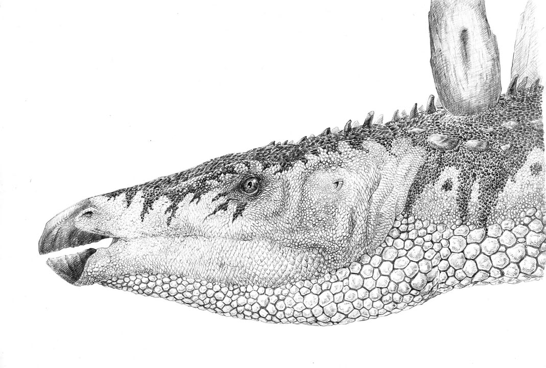 Andreas Karlstetter „Stegosaurus stenops“