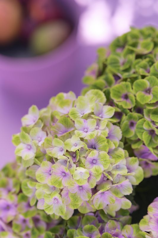 Alle Varianten der Magical Hydrangea verblüffen während ihrer Blütezeit mit mindestens drei Farbwechsel ihrer Blütenbälle. Foto: Magical Hydrangea