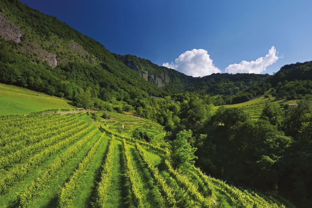 Vineyard Vittorio Veneto. © Bottega SpA