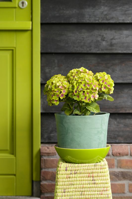 „Green Delight“. Foto: Magical Hydrangea