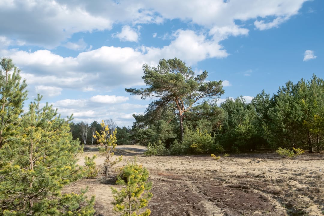Wochenender Brandenburg Südwesten: Wurzelberg. Foto: © Sina Schwarz