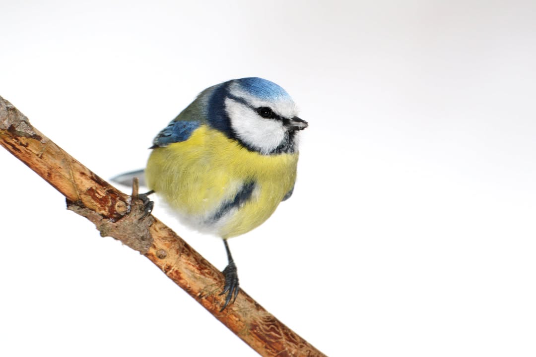 Blaumeise. Bild: ©NABU/F. Derer